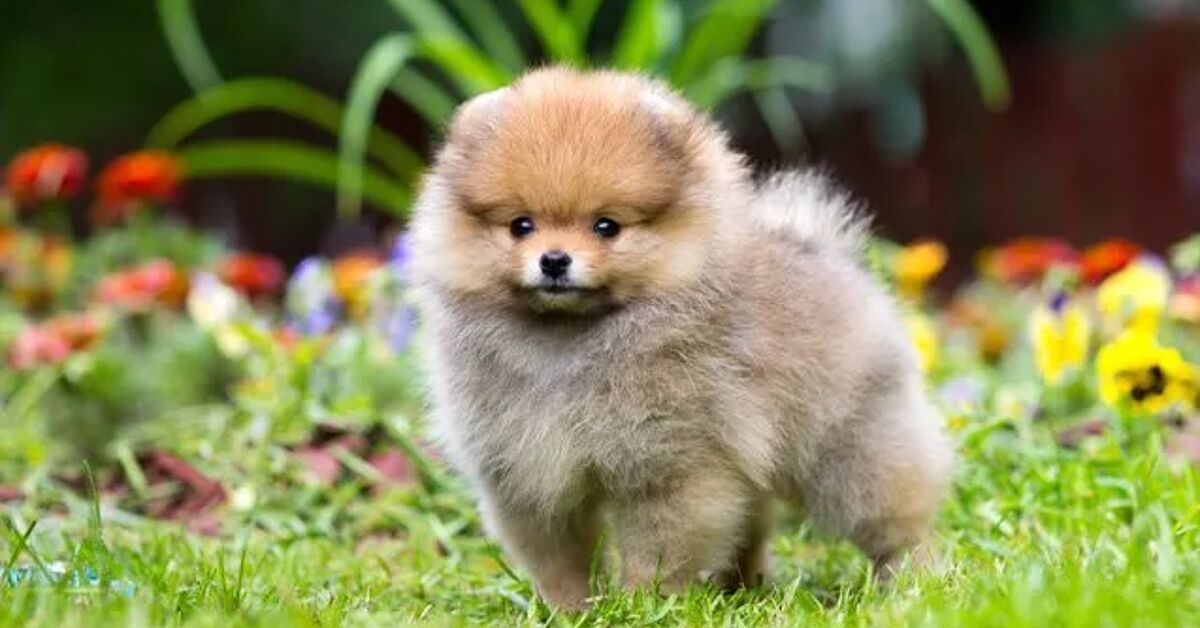 Zdenek Bakala Net Worth: How the Czech Billionaire Built His Empire